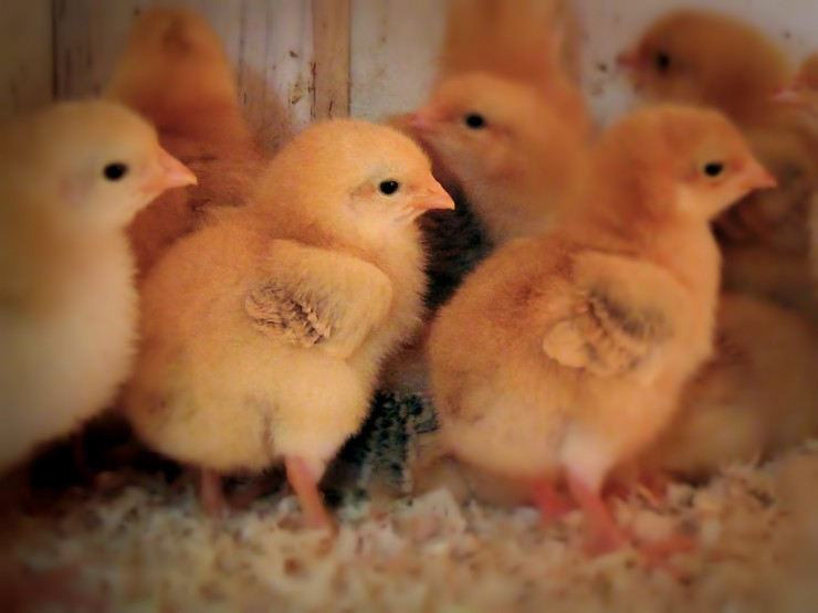 The Chicks are Here!