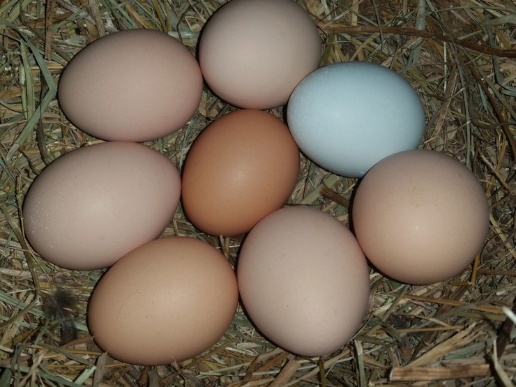 Some chicken breeds are called Easter Eggers because of the colored eggs they lay.