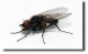 Prevent horse flies from hatching