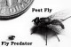 Fly Predator size compared to Pest Fly