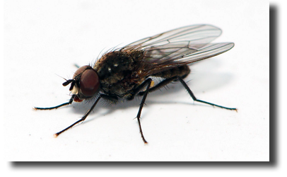 Spalding Fly Predators eliminate horse flies