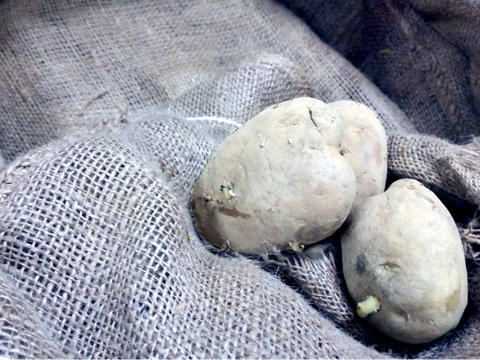 Seed Potatoes for Spring planting available at Cherokee Feed & Seed stores