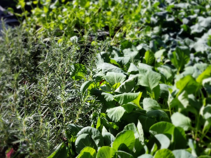 Vegetable plants now at Cherokee Feed & Seed