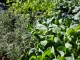 vegitable-plants-cherokee-feed-seed