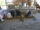 cherokee-feed-and-seed-gainseville-customer-appreciation-day20160416-231