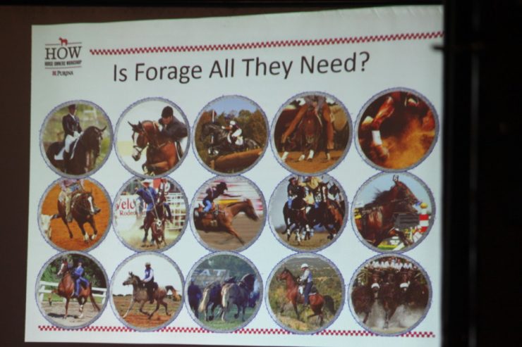 Do horses need more than just forage?