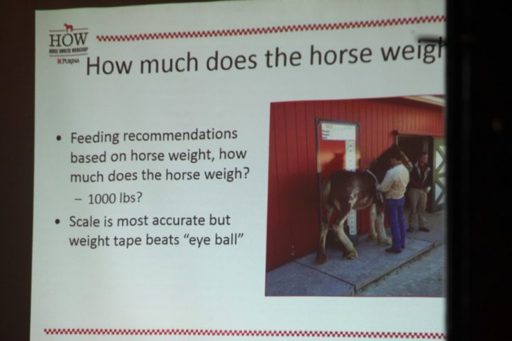 How much does your horse weigh?