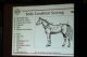 Horse Body Condition Scoring