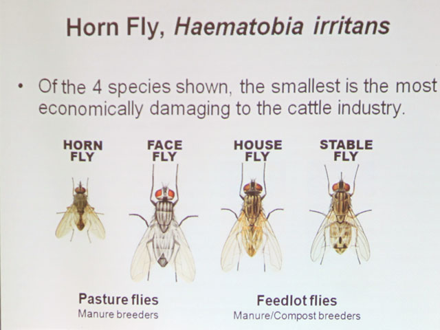 Horn Flies compared to other flies image