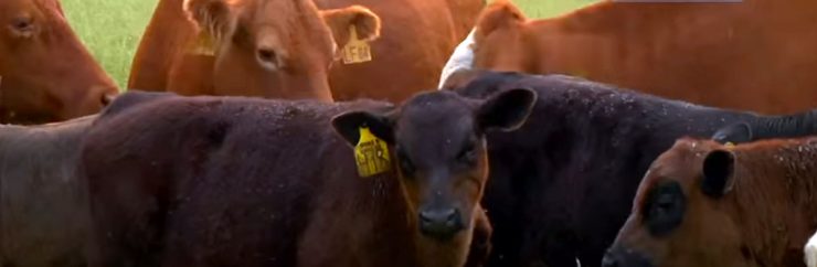 Horn Flies on Cattle - Cherokee Feed & Seed