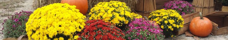 Fall flowers at Cherokee Feed & Seed