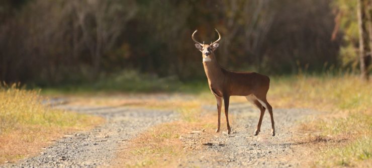 whitetailed deer standing probably not excited about the Georgia Hunting Season Dates announcement! 