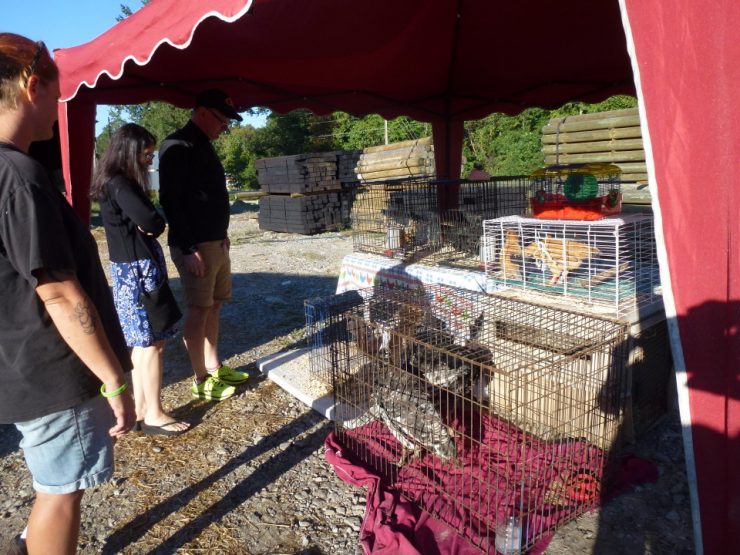 Cherokee Feed & Seed Chicken & Livestock Swap - Sept 24, 2016