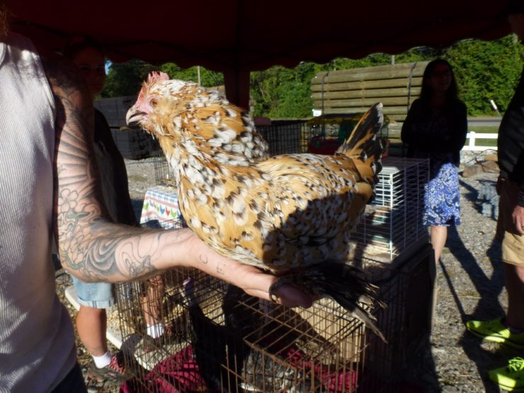 Cherokee Feed & Seed Chicken & Livestock Swap - Sept 24, 2016