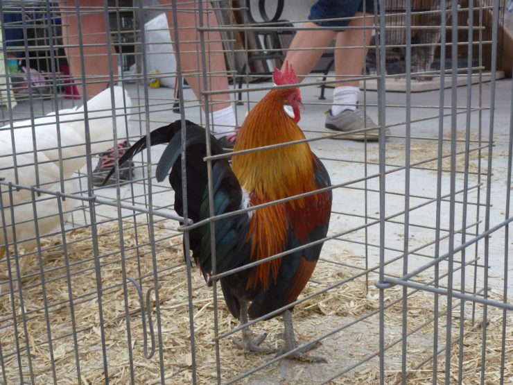 Cherokee County Chicken Swap at Customer Appreciation Day 2016