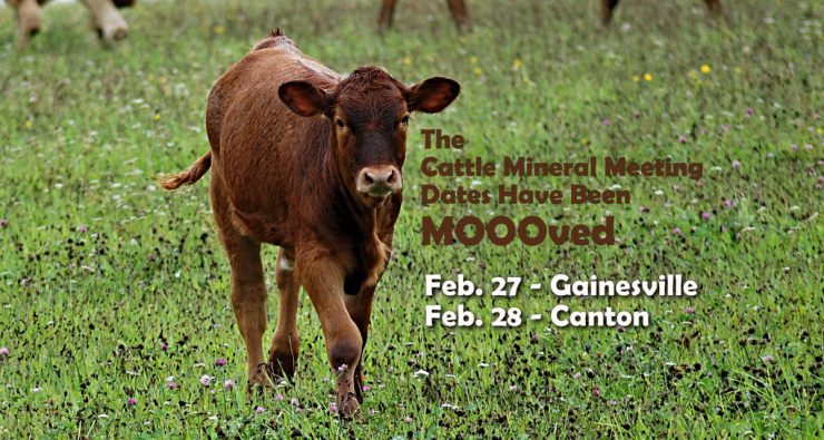 Cattle Mineral Meetings - February 2017