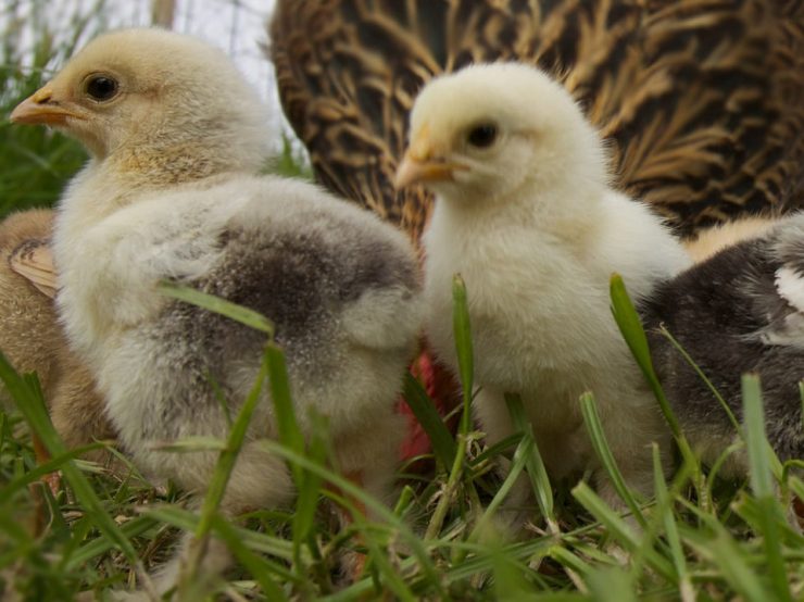 Cherokee Feed & Seed Flock Talk Gainesville Store 