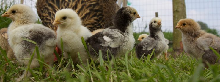 Baby chicks are now at Cherokee Feed & Seed in Georgia