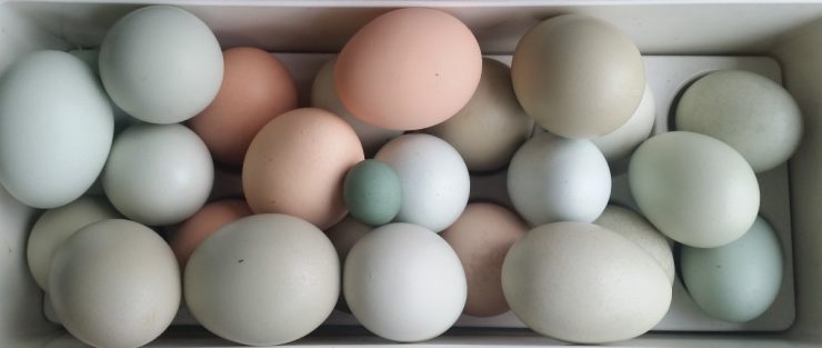 Blue, Olive and Brown Chicken eggs