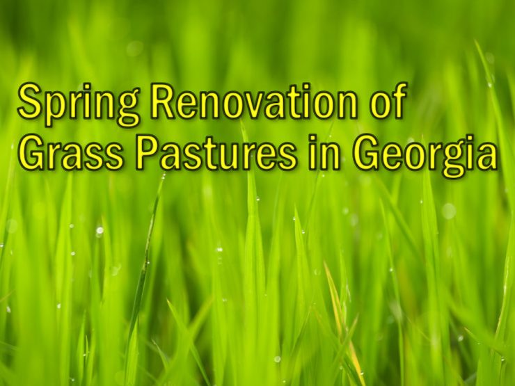 Spring Renovation of Grass Pastures in Georgia