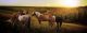 Georgia Farmers – GATE Card information