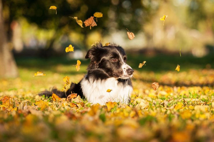 Collie sitting in a pile of leaves