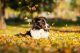 AdobeStock_Border Collie in Leaves_76999176_preview