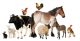 AdobeStock_Farm Animals Tighter Shot_32410805_preview