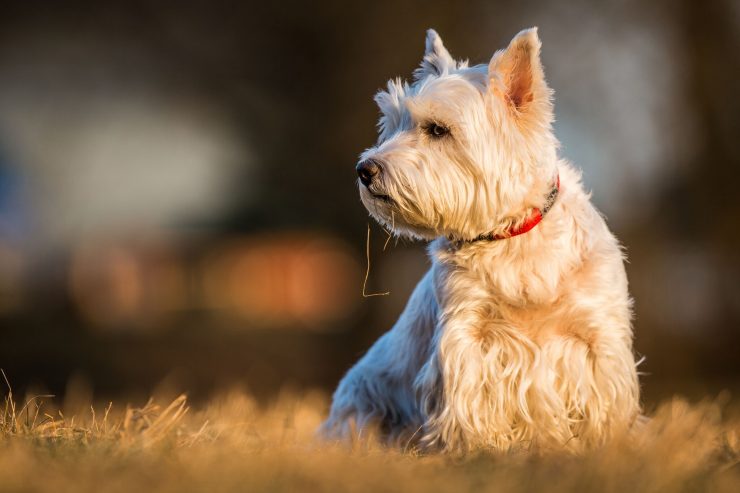 Terrier sitting in grass