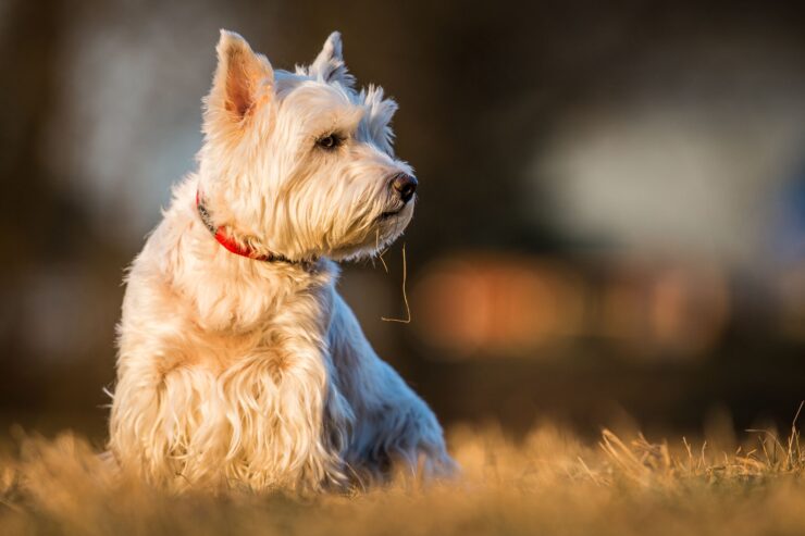 Terrier sitting in grass