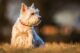 cute dog Dollarphotoclub_62406380_preview