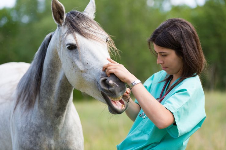 horse health