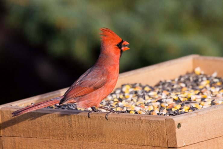cardinal eating bird feed