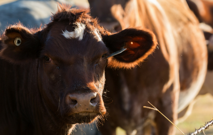 cattle feeds & supplies