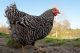 Dollarphotoclub_25076746 Chicken_preview