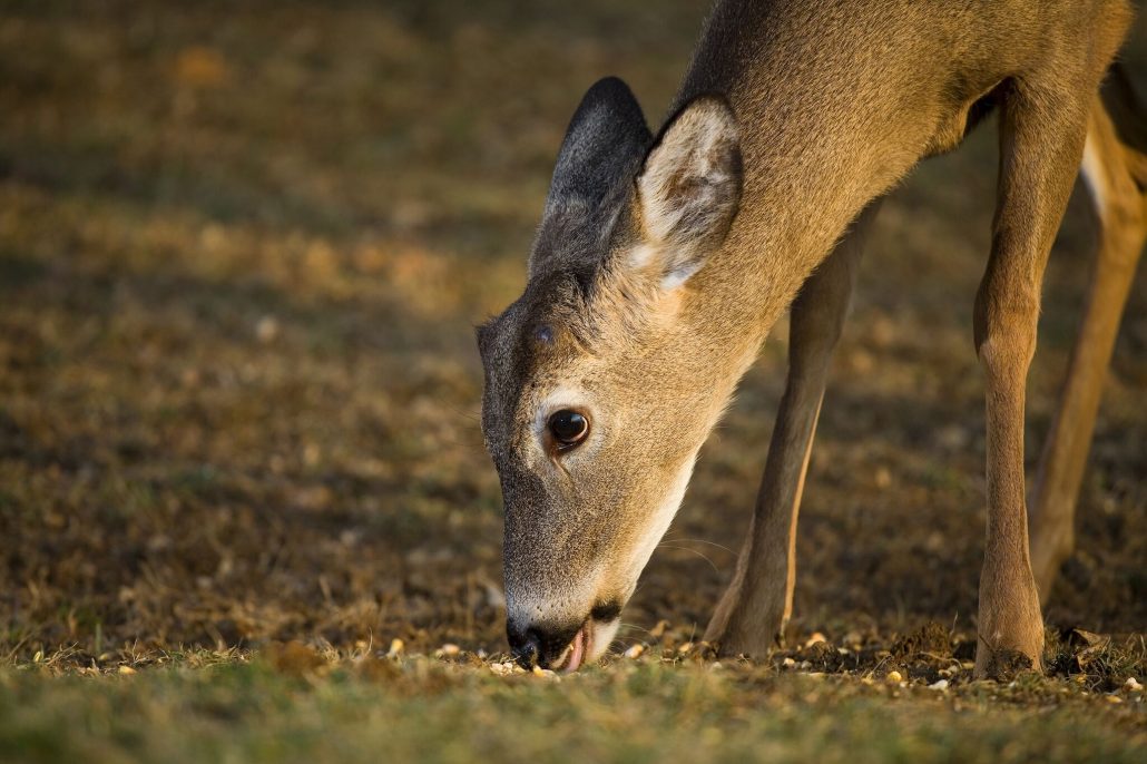 Feeding Deer in the Fall and Winter Is Beneficial Cherokee Feed & Seed