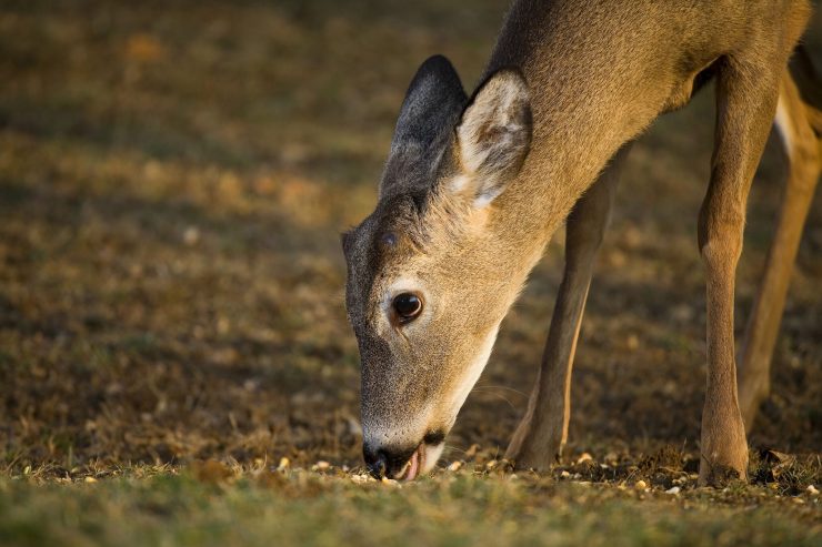 Feeding Deer in the Fall and Winter Is Beneficial |DEER FOOD PLOT MIXES