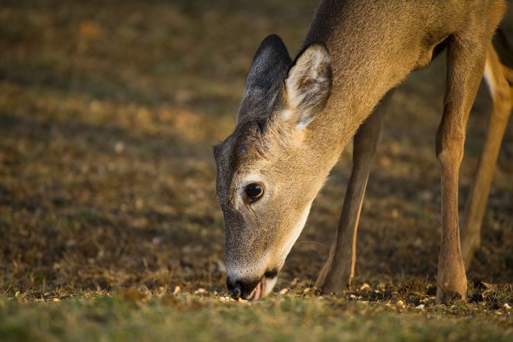 Feeding deer store