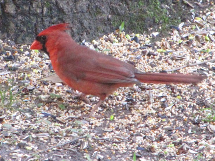 Male Cardinal