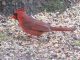 Male Cardinal on Ground