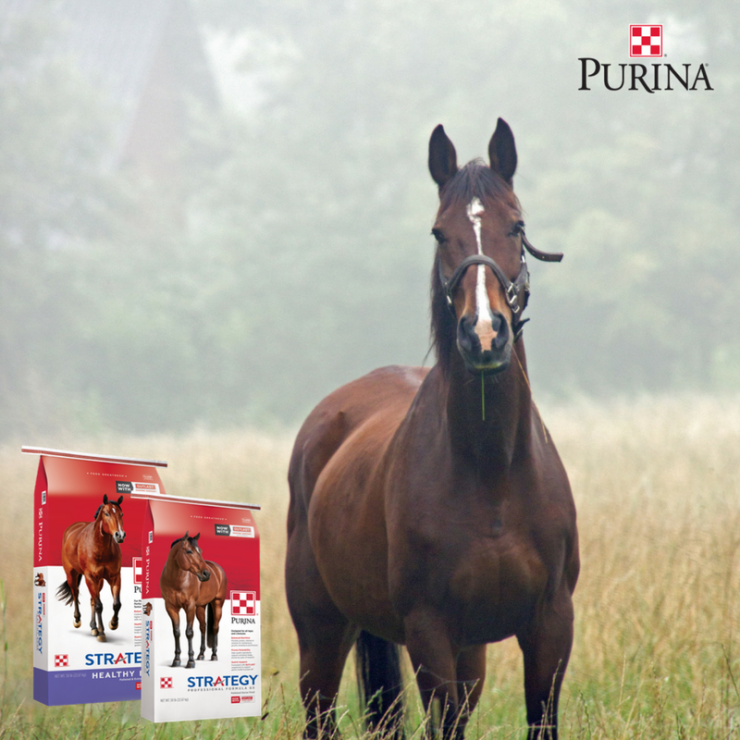 Purina Strategy Horse Feed Updates