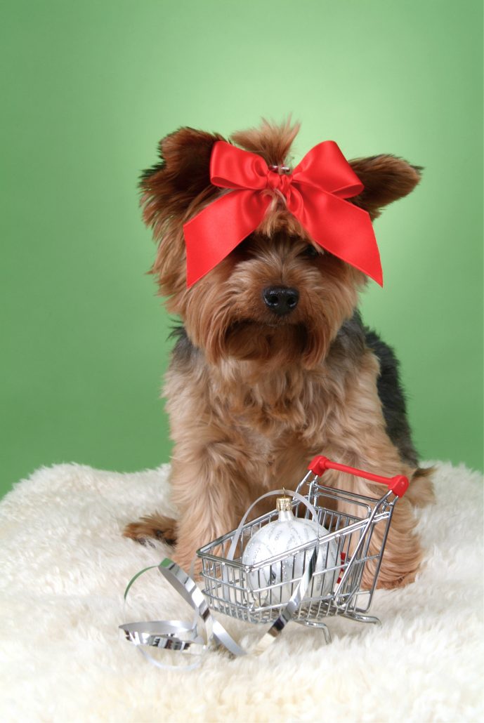 Tips For A Dog Safe Christmas Tree Cherokee Feed & Seed