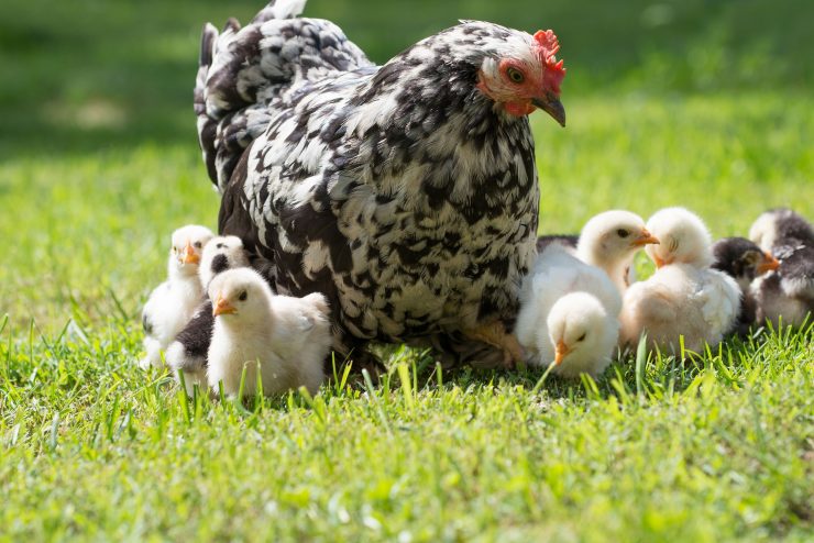 Raising Free-Range Chickens