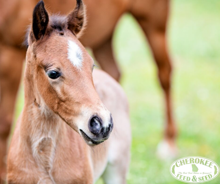 Feeding Your Foal