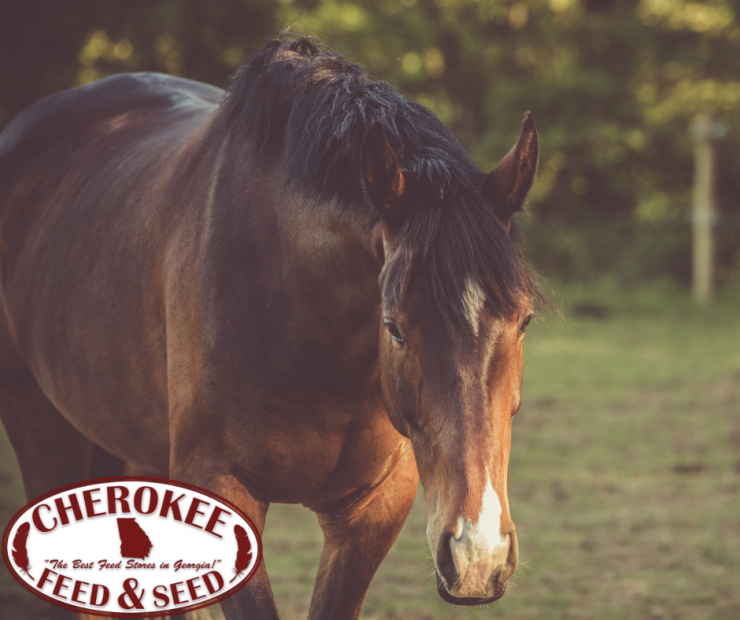 Dental Health for Senior Horses