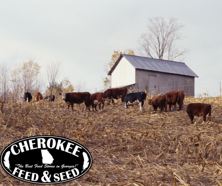 Cattle Winter Forage