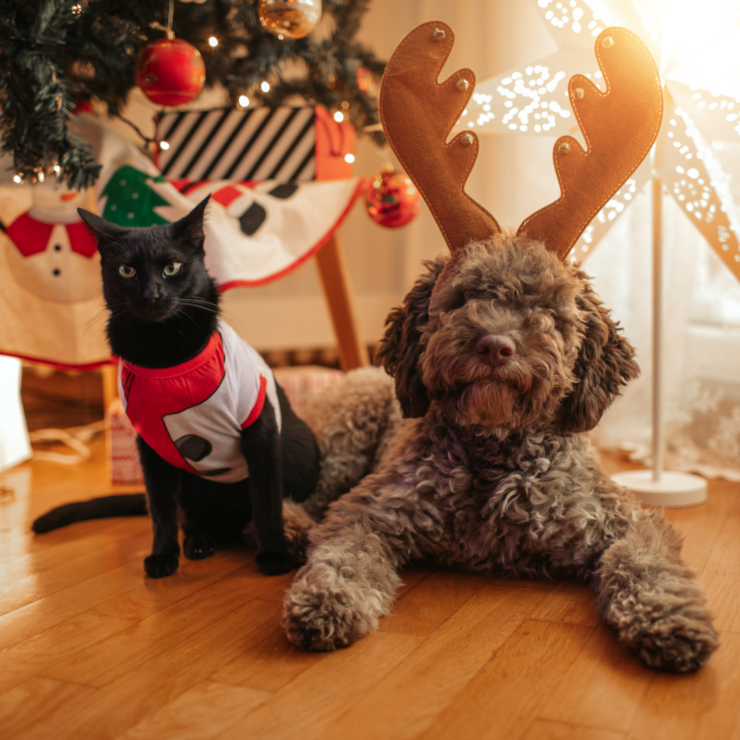 Holiday Safety Tips for Pets