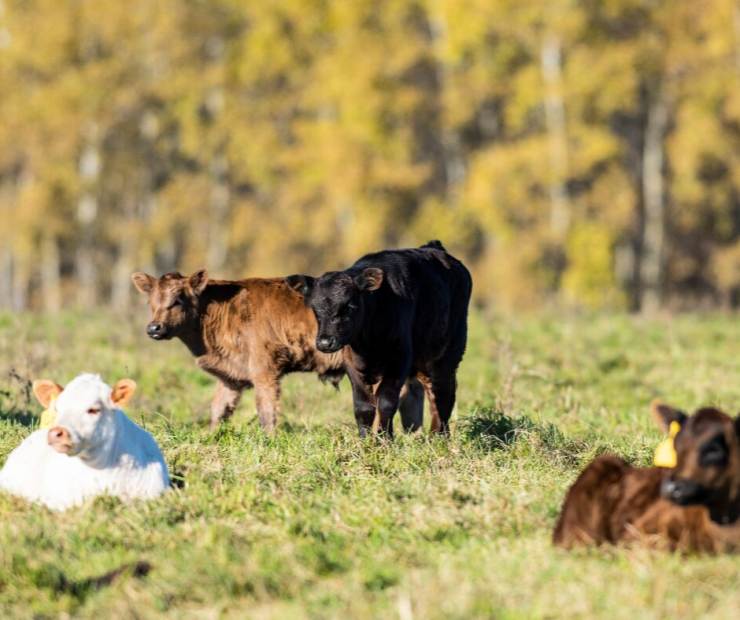 Feeding Cattle During Drought