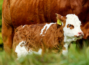 Calf Starter Feeds 101 | Calf in pasture