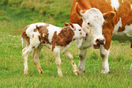 Tips for Weaning Calves